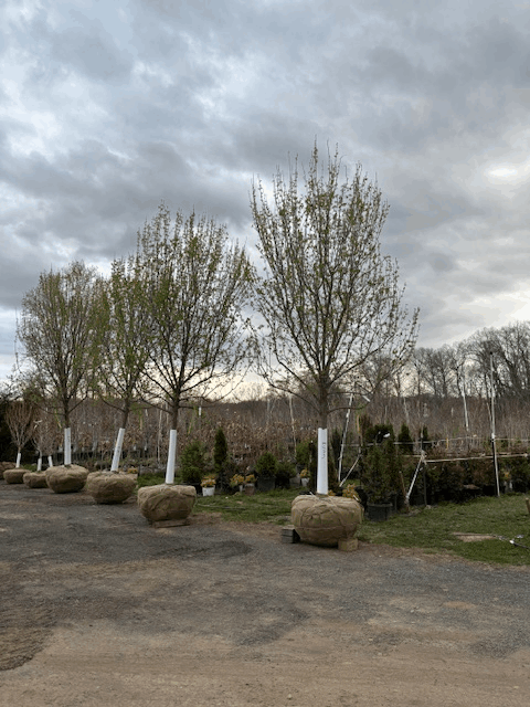 trees for sale virginia