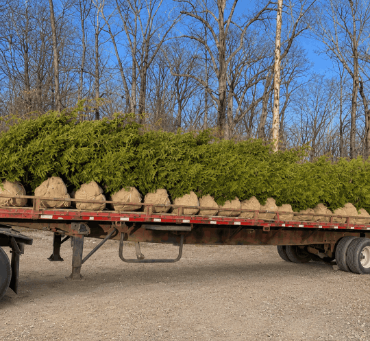 nursery trees for sale