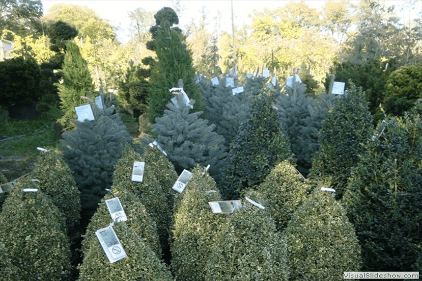 trees for sale virginia