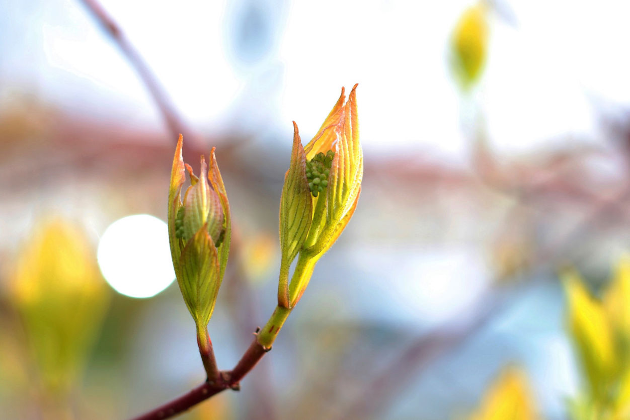 virginia nursery trees and shrubs